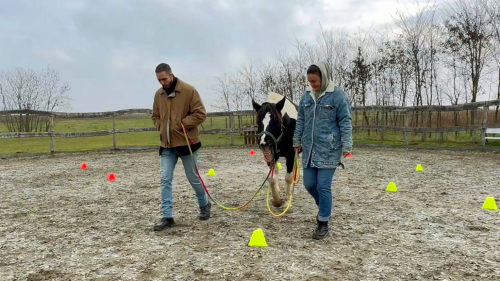 White Hors – Lóval asszisztált egyéni coaching 2