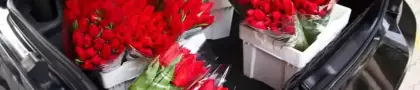 1000 szál tulipán 1000 nőnek, Meglepkék Nőnap!