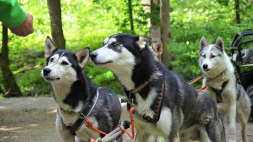 Husky kutyafogat túra 1