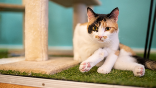 Apa - lánya közös élmény a Cat Museumban 3