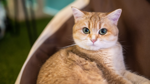 Apa - lánya közös élmény a Cat Museumban 6