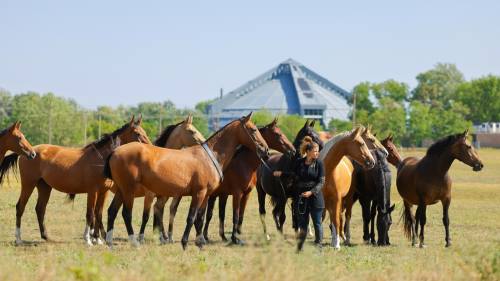 Emese túra - 1 hetes túralovaglás Akhal Teke lovakon Ópusztaszeren 3