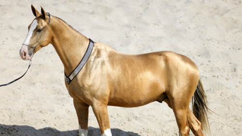 Emese túra - 1 hetes túralovaglás Akhal Teke lovakon Ópusztaszeren 4