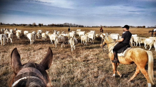 Emese túra - 1 hetes túralovaglás Akhal Teke lovakon Ópusztaszeren 8