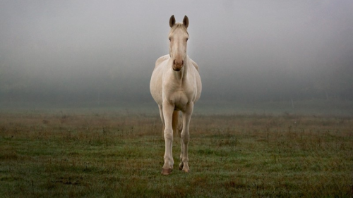 Emese túra - 1 hetes túralovaglás Akhal Teke lovakon Ópusztaszeren 16